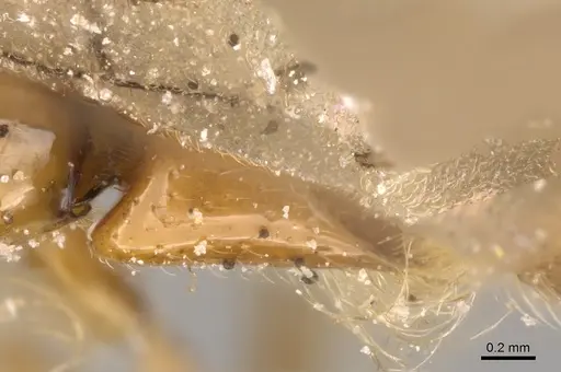 Aenictogiton emeryi specimen CASENT0281200 image casent0281200_2