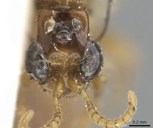 Aenictogiton emeryi specimen CASENT0281200 image casent0281200_3
