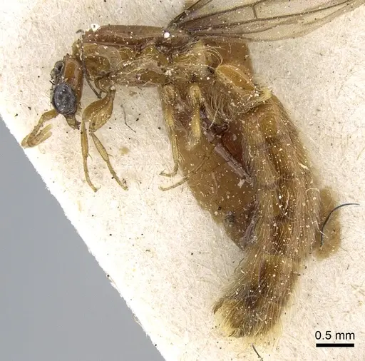 Aenictogiton emeryi specimen CASENT0281200 image casent0281200_4