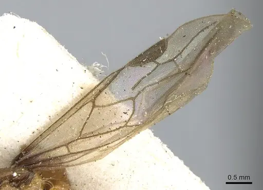 Aenictogiton emeryi specimen CASENT0281200 image casent0281200_5