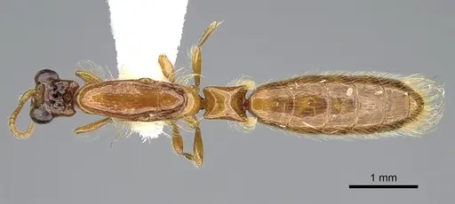Aenictogiton emeryi specimen CASENT0281315 image casent0281315_1