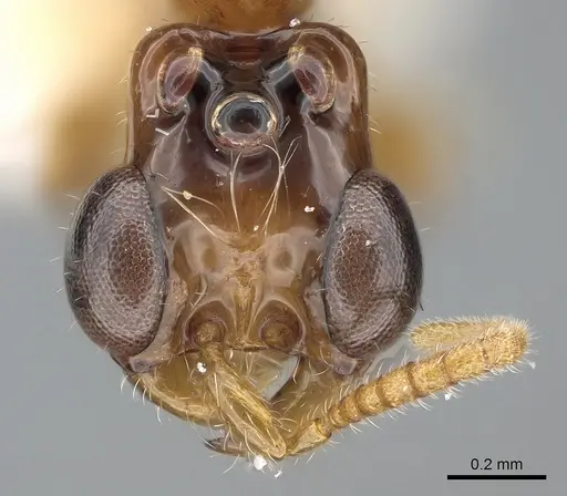 Aenictogiton emeryi specimen CASENT0281315 image casent0281315_2