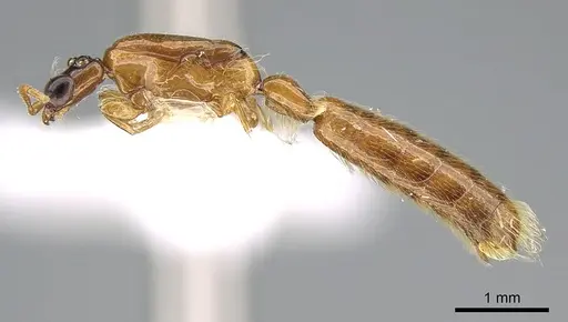 Aenictogiton emeryi specimen CASENT0281315 image casent0281315_3