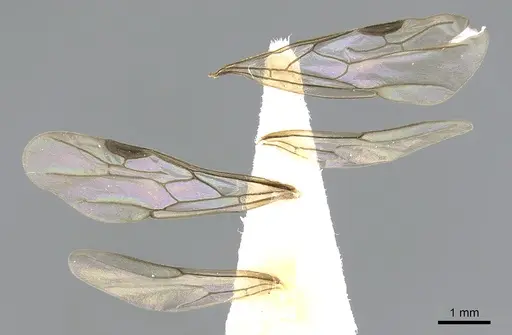 Aenictogiton emeryi specimen CASENT0281315 image casent0281315_4