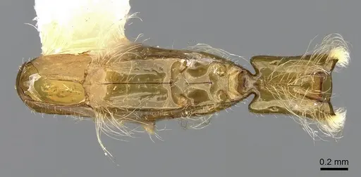 Aenictogiton emeryi specimen CASENT0281316 image casent0281316_1
