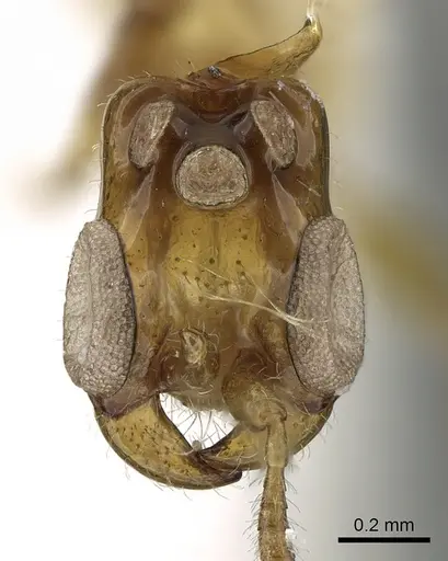 Aenictogiton emeryi specimen CASENT0281316 image casent0281316_2