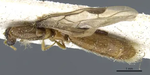 Aenictogiton emeryi specimen CASENT0903960 image casent0903960_1