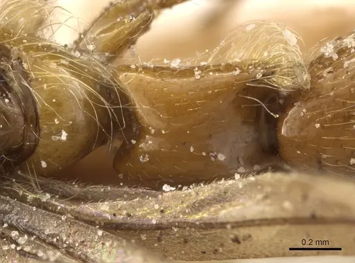 Aenictogiton emeryi specimen CASENT0903960 image casent0903960_2