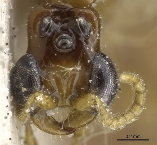 Aenictogiton emeryi specimen CASENT0903960 image casent0903960_3