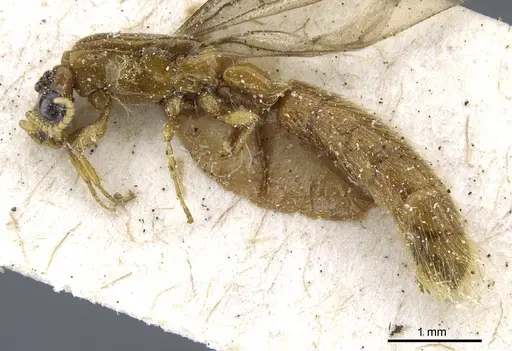 Aenictogiton emeryi specimen CASENT0903960 image casent0903960_4