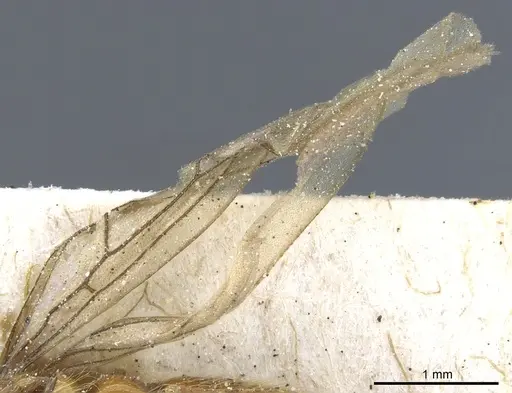 Aenictogiton emeryi specimen CASENT0903960 image casent0903960_5