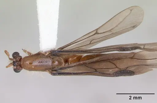 Aenictogiton fossiceps specimen CASENT0100738 image casent0100738_1