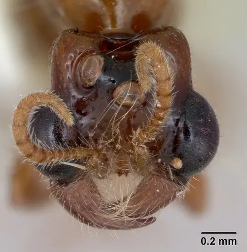 Aenictogiton fossiceps specimen CASENT0100738 image casent0100738_2