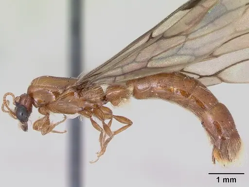 Aenictogiton fossiceps specimen CASENT0100738 image casent0100738_3