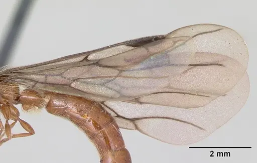 Aenictogiton fossiceps specimen CASENT0100738 image casent0100738_4