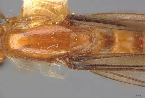 Aenictogiton fossiceps specimen CASENT0195757 image casent0195757_1