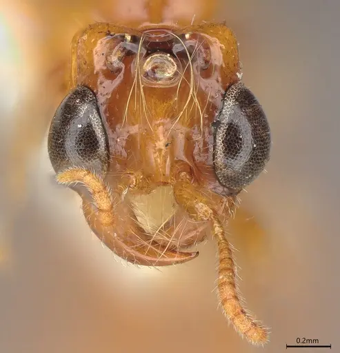Aenictogiton fossiceps specimen CASENT0195757 image casent0195757_2