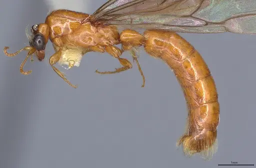 Aenictogiton fossiceps specimen CASENT0195757 image casent0195757_3