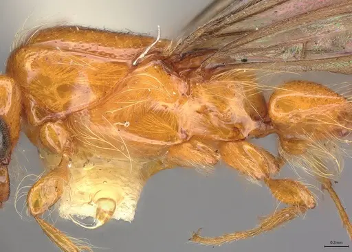 Aenictogiton fossiceps specimen CASENT0195757 image casent0195757_4