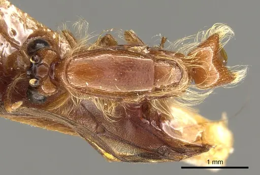 Aenictogiton fossiceps specimen CASENT0903761 image casent0903761_1