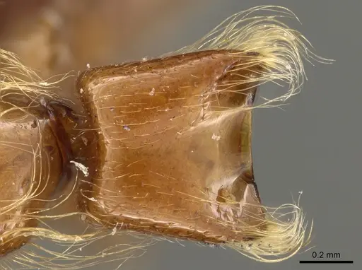 Aenictogiton fossiceps specimen CASENT0903761 image casent0903761_2