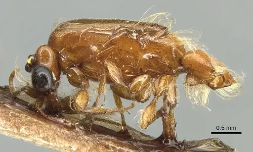 Aenictogiton fossiceps specimen CASENT0903761 image casent0903761_3