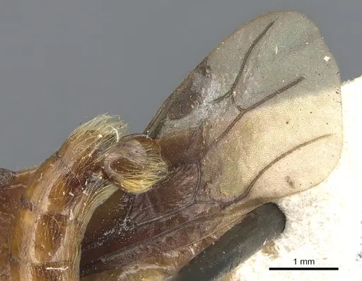 Aenictogiton fossiceps specimen CASENT0903761 image casent0903761_4