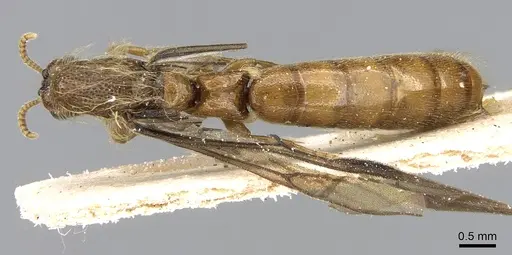 Aenictogiton schoutedeni specimen CASENT0281197 image casent0281197_1