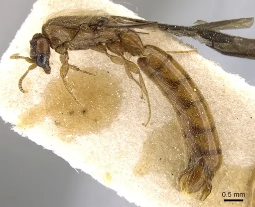 Aenictogiton schoutedeni specimen CASENT0281197 image casent0281197_4