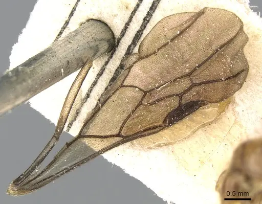 Aenictogiton schoutedeni specimen CASENT0281197 image casent0281197_5