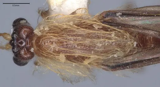 Aenictogiton schoutedeni specimen MCZ-ENT00510818 image mcz-ent00510818_1