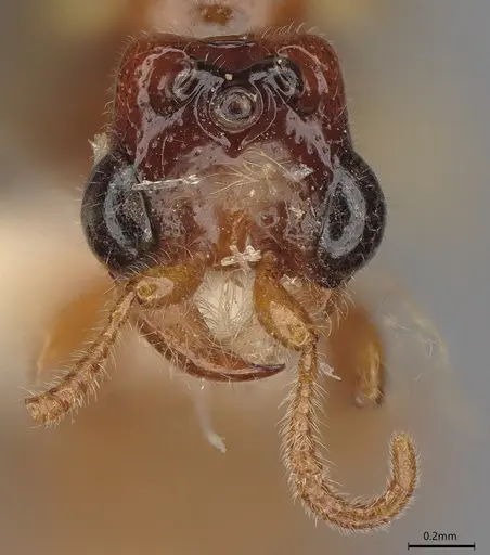 Aenictogiton schoutedeni specimen MCZ-ENT00510818 image mcz-ent00510818_2