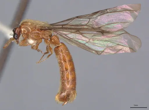 Aenictogiton schoutedeni specimen MCZ-ENT00510818 image mcz-ent00510818_3