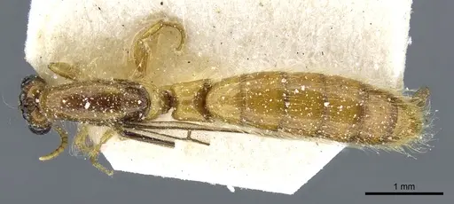 Aenictogiton sulcatus specimen CASENT0903961 image casent0903961_1