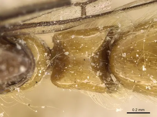Aenictogiton sulcatus specimen CASENT0903961 image casent0903961_2