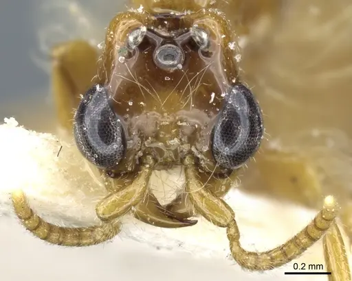 Aenictogiton sulcatus specimen CASENT0903961 image casent0903961_3