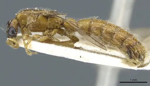 Aenictogiton sulcatus specimen CASENT0903961 image casent0903961_4