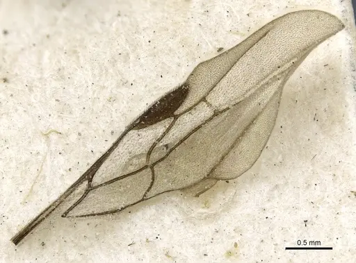 Aenictogiton sulcatus specimen CASENT0903961 image casent0903961_5