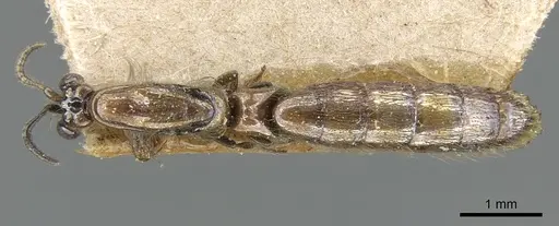 Aenictogiton sulcatus specimen CASENT0906122 image casent0906122_1