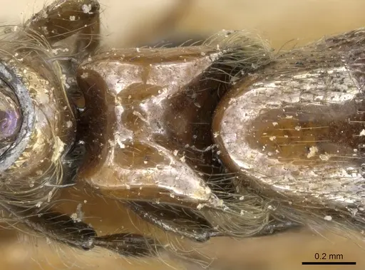 Aenictogiton sulcatus specimen CASENT0906122 image casent0906122_2
