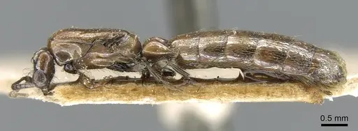 Aenictogiton sulcatus specimen CASENT0906122 image casent0906122_4