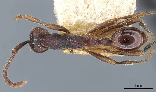 Aenictus aitkenii specimen CASENT0905981 image casent0905981_1