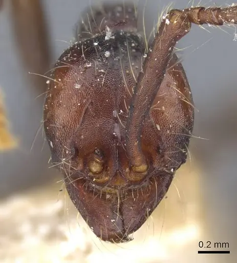 Aenictus aitkenii specimen CASENT0905981 image casent0905981_2