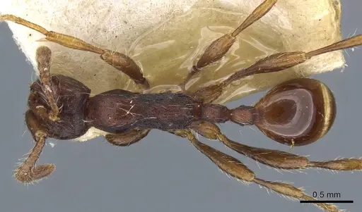 Aenictus aitkenii specimen CASENT0905986 image casent0905986_1