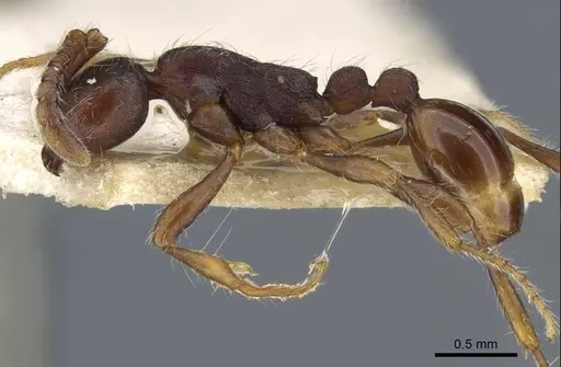 Aenictus aitkenii specimen CASENT0905986 image casent0905986_3