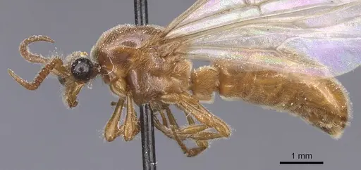 Aenictus alluaudi specimen CASENT0911415 image casent0911415_3