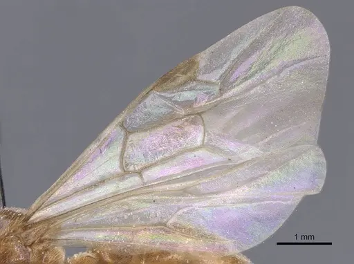 Aenictus alluaudi specimen CASENT0911415 image casent0911415_4