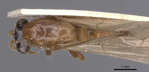 Aenictus alluaudi specimen RMCAENT000017718 image rmcaent000017718_1