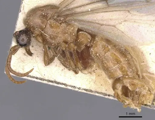 Aenictus alluaudi specimen RMCAENT000017718 image rmcaent000017718_3