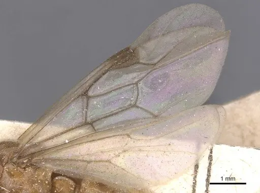 Aenictus alluaudi specimen RMCAENT000017718 image rmcaent000017718_4